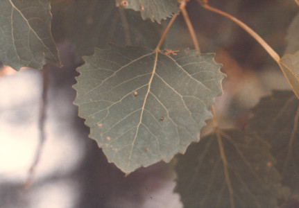 scan0023.tif